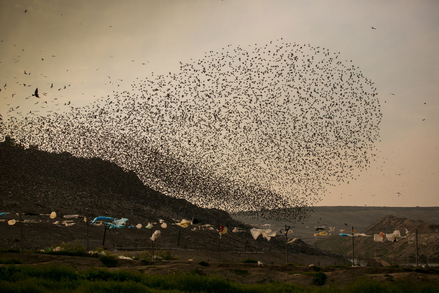 הריקוד של הזרזירים • תמונות מרהיבות