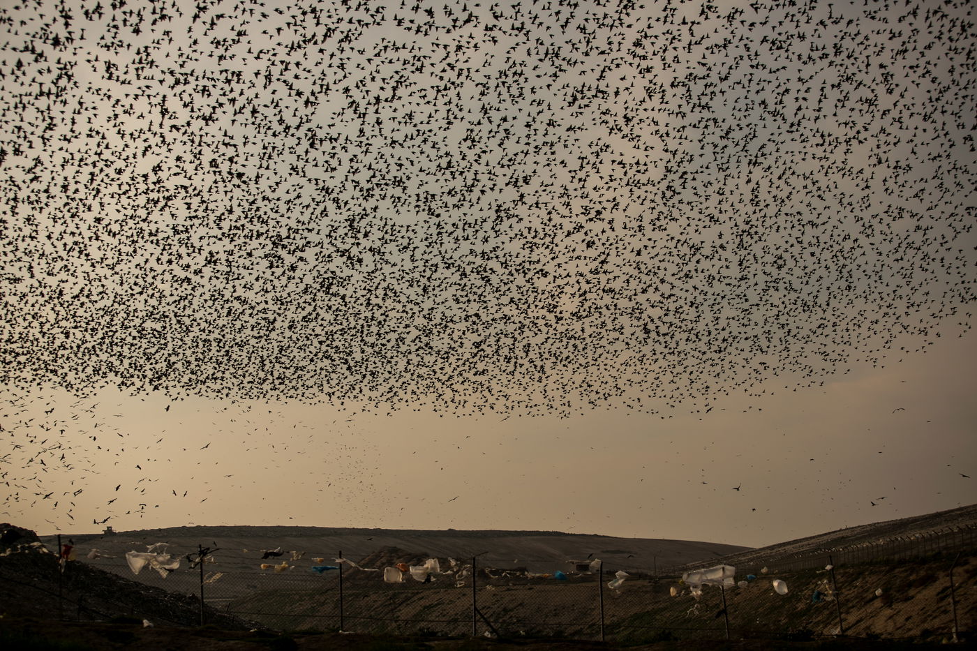 הריקוד של הזרזירים • תמונות מרהיבות