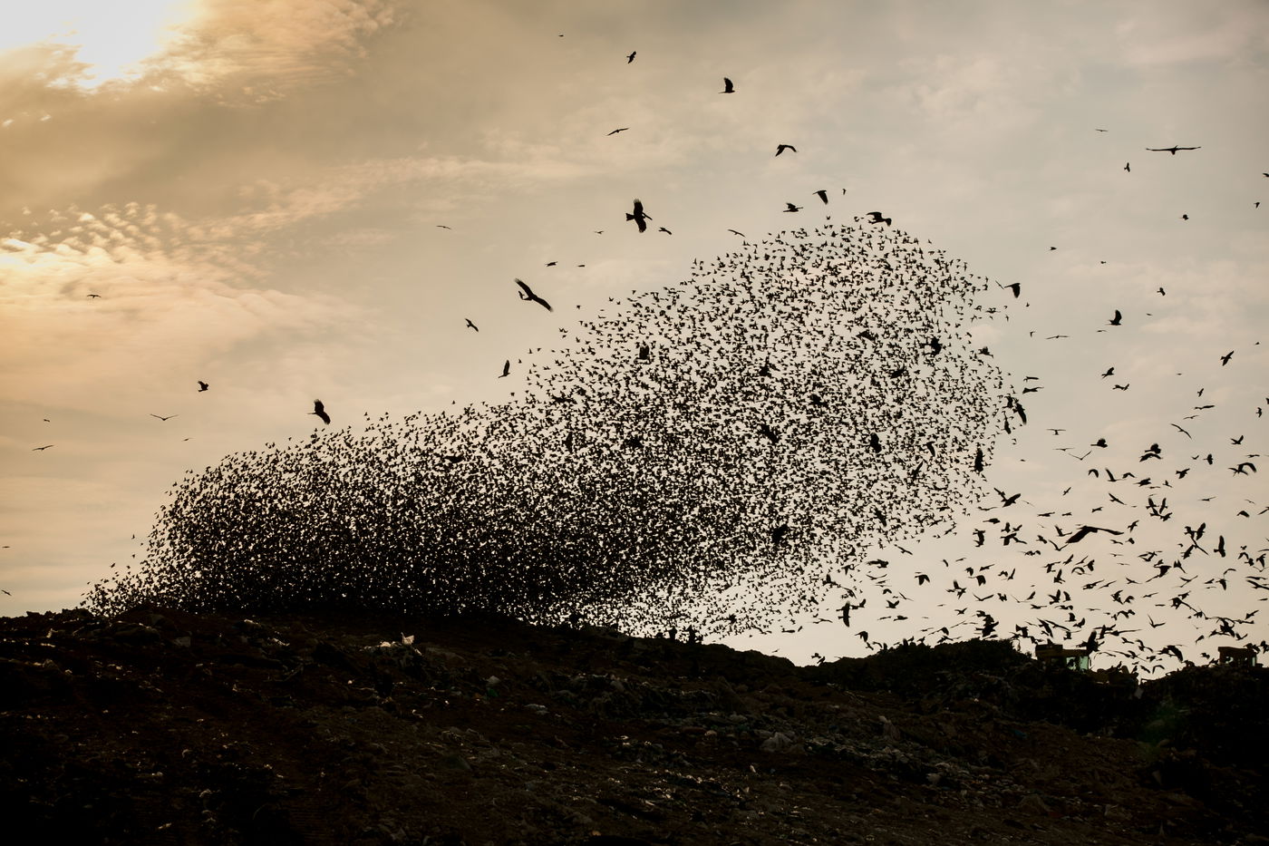 הריקוד של הזרזירים • תמונות מרהיבות