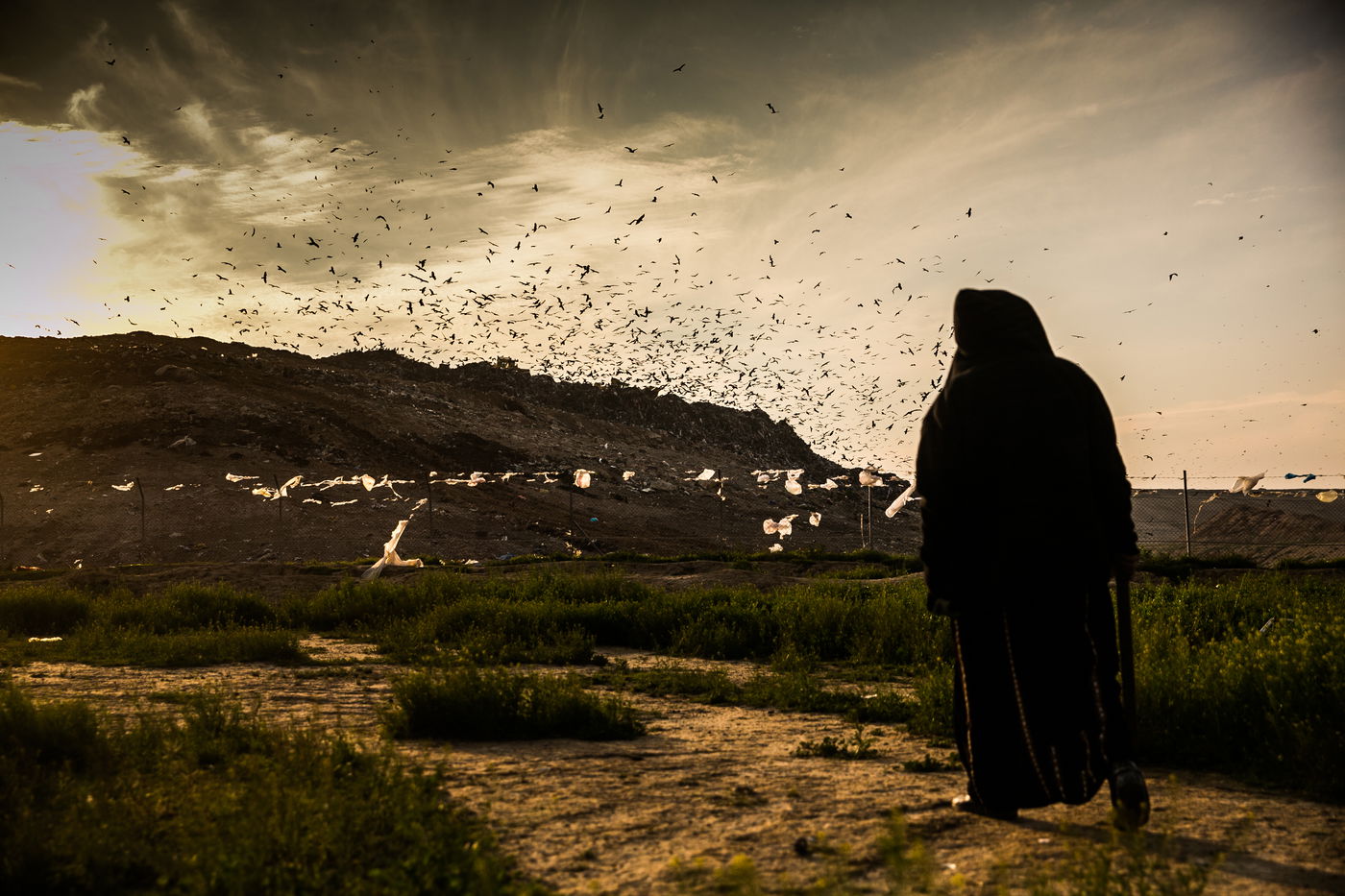 הריקוד של הזרזירים • תמונות מרהיבות