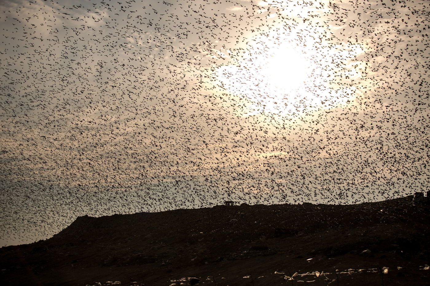 הריקוד של הזרזירים • תמונות מרהיבות