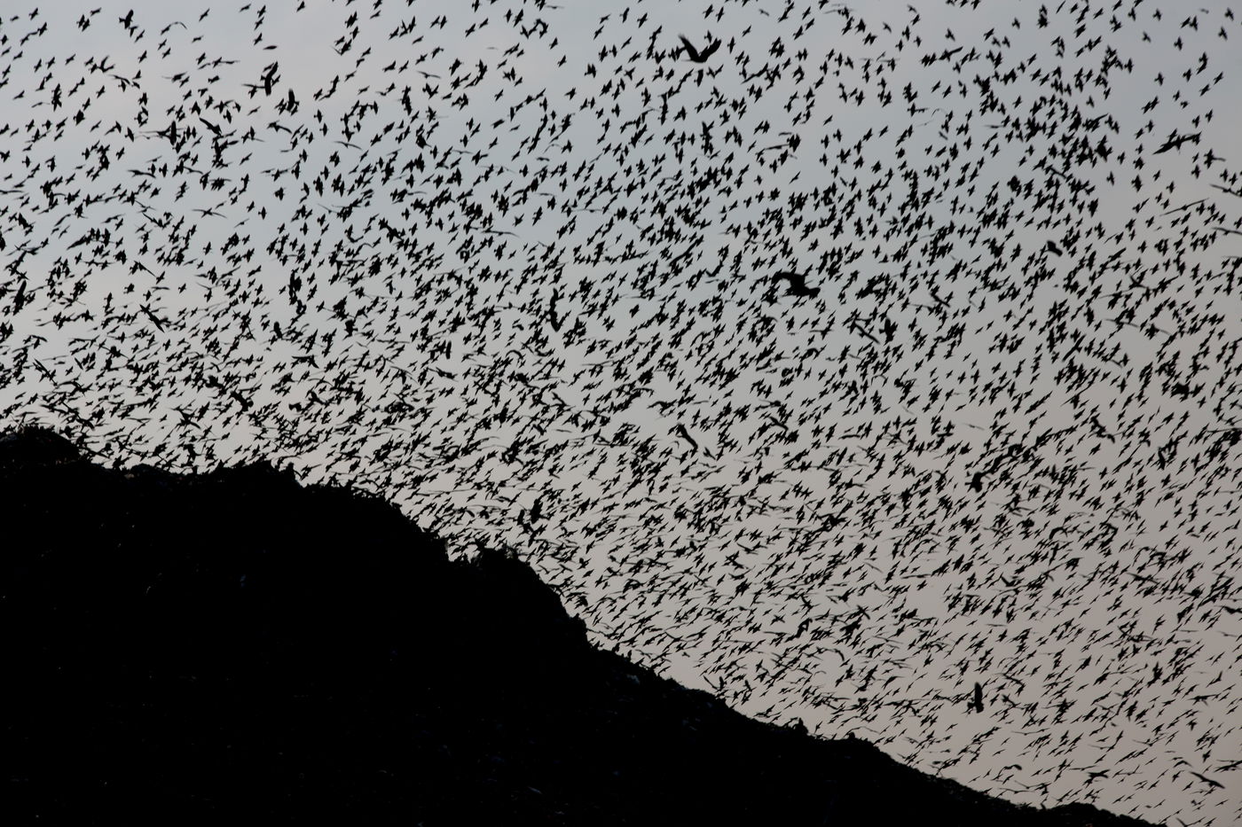 הריקוד של הזרזירים • תמונות מרהיבות
