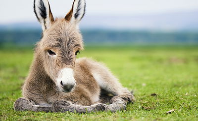 משבר או הזדמנות / הרב עמיהוד סלומון