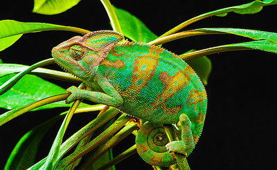 זיקית, אילוסטרציה