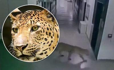 צפו: נמר תקף ששה בני אדם בבית ספר בהודו