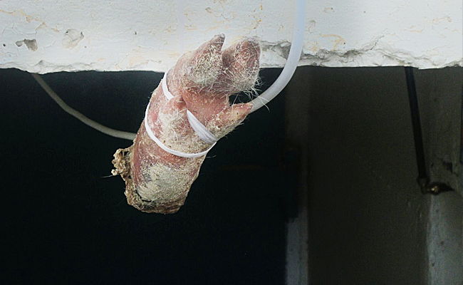 רגלי חזיר בכניסה לבית הכנסת