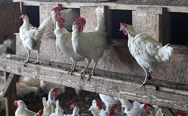 אילוסטרציה