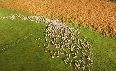 סרטון מהפנט: כך נראית רעיית צאן ממעוף הציפור