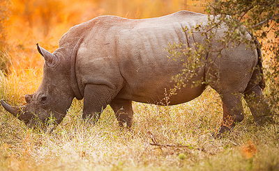 צפו ברגעי האימה: קרנף תקף מבקרים בספארי