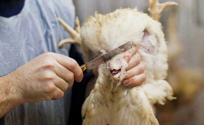 הגדלה משמעותית בשכרם של עשרות שוחטים חרדים