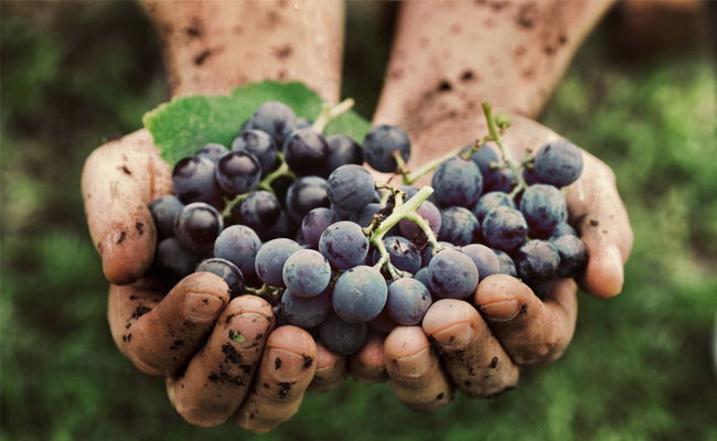 המושב לא סיפק את הענבים ליקב - כמה ישלם?