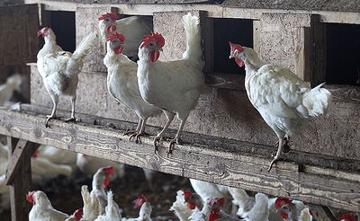 אילוסטרציה