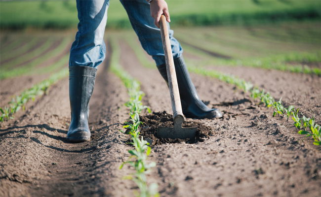 אילוסטרציה