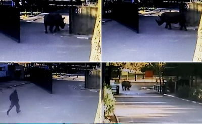 נקלט במצלמות: טיבור הקרנף בורח מהספארי