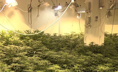 80 ק"ג של סם "קנאביס" נתפסו בוילה במרכז ירושלים