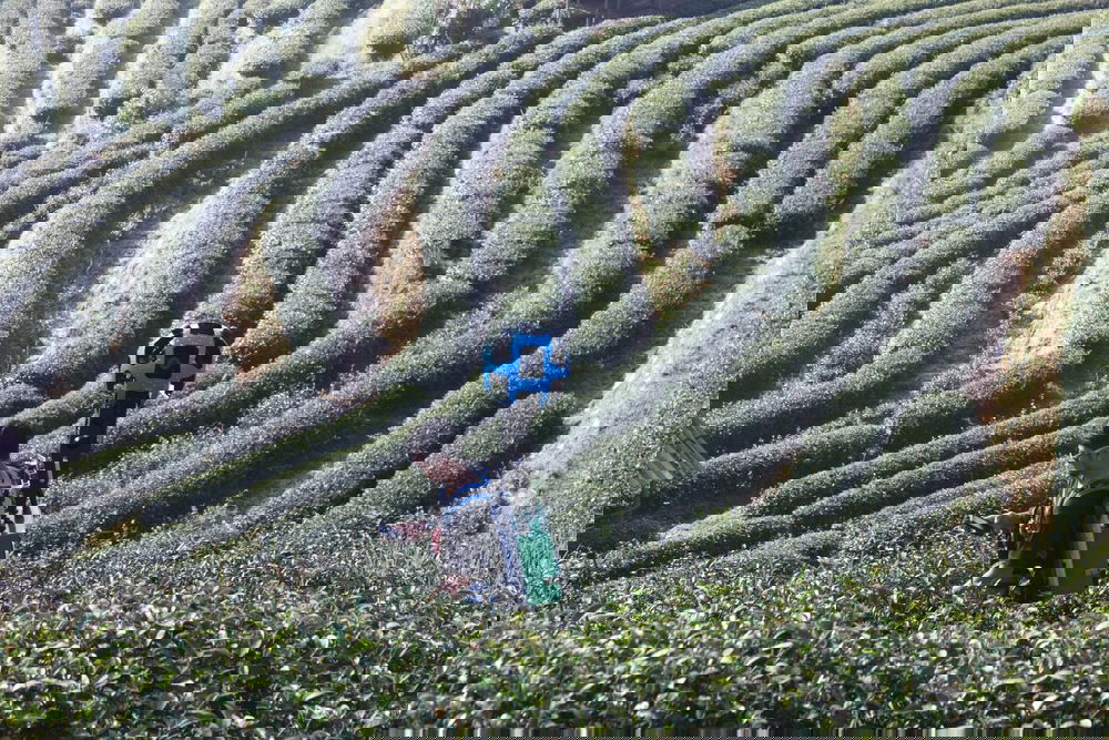 נחשף: כך מצלמת גוגל את הנופים המדהימים ברחבי העולם