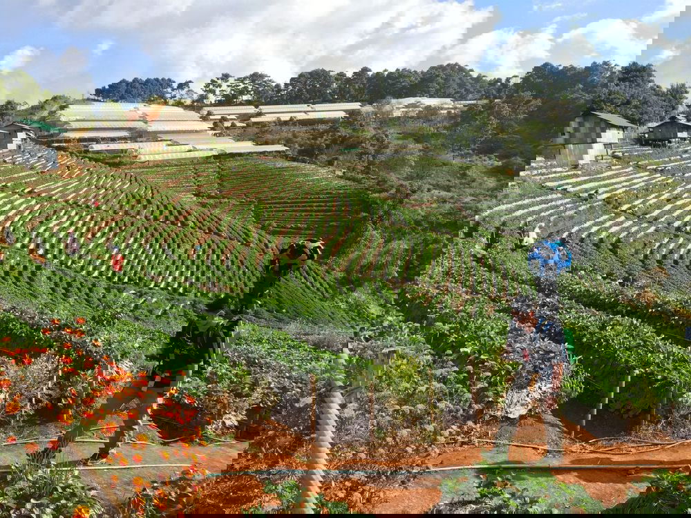 נחשף: כך מצלמת גוגל את הנופים המדהימים ברחבי העולם