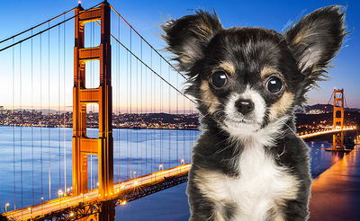 הגשר הענק בסן פרנסיסקו נסגר בגלל... כלב!