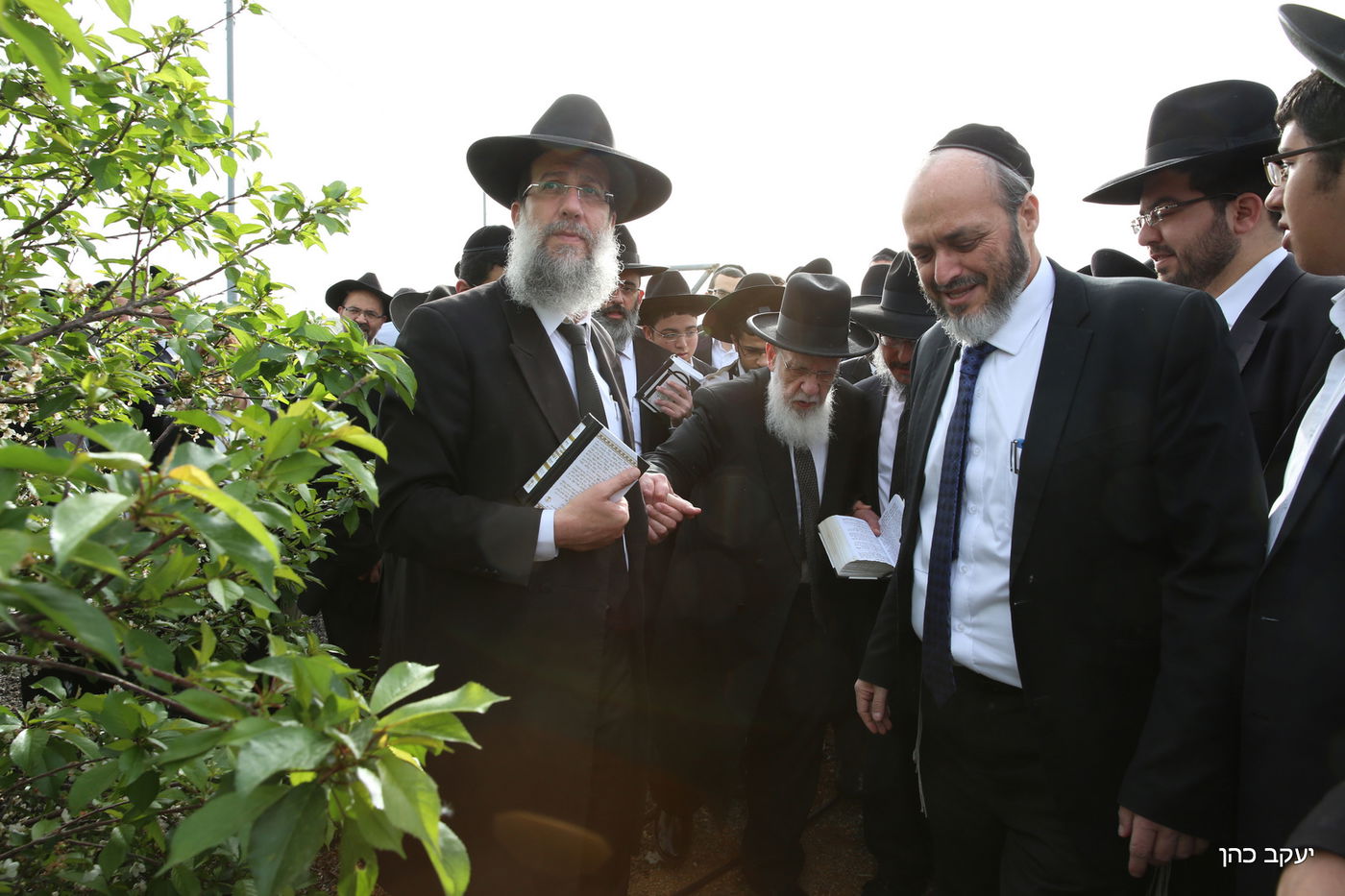 גלריה: "ברכת האילנות" של נשיא המועצת