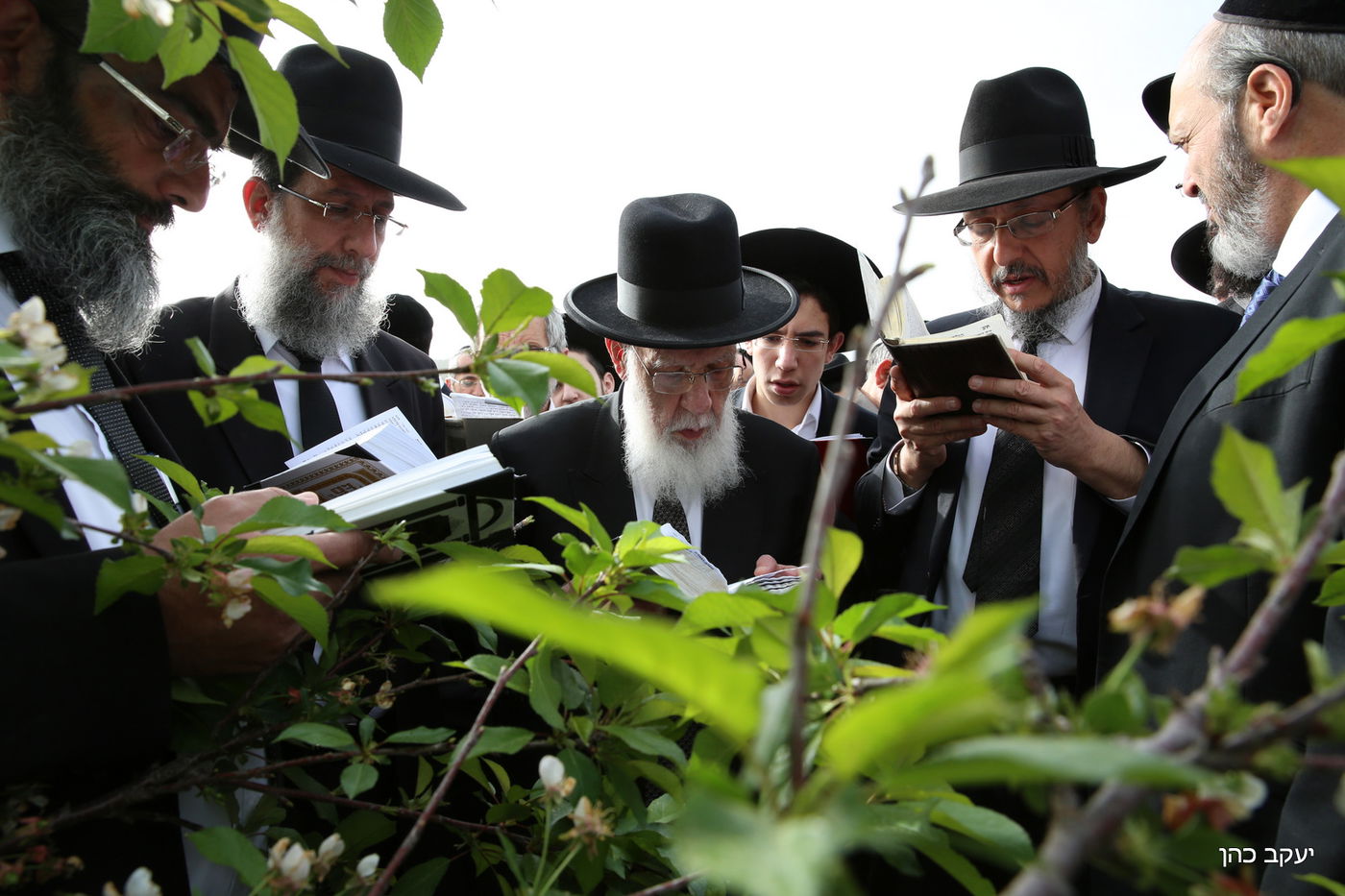 גלריה: "ברכת האילנות" של נשיא המועצת