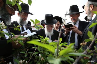 גלריה: "ברכת האילנות" של נשיא המועצת