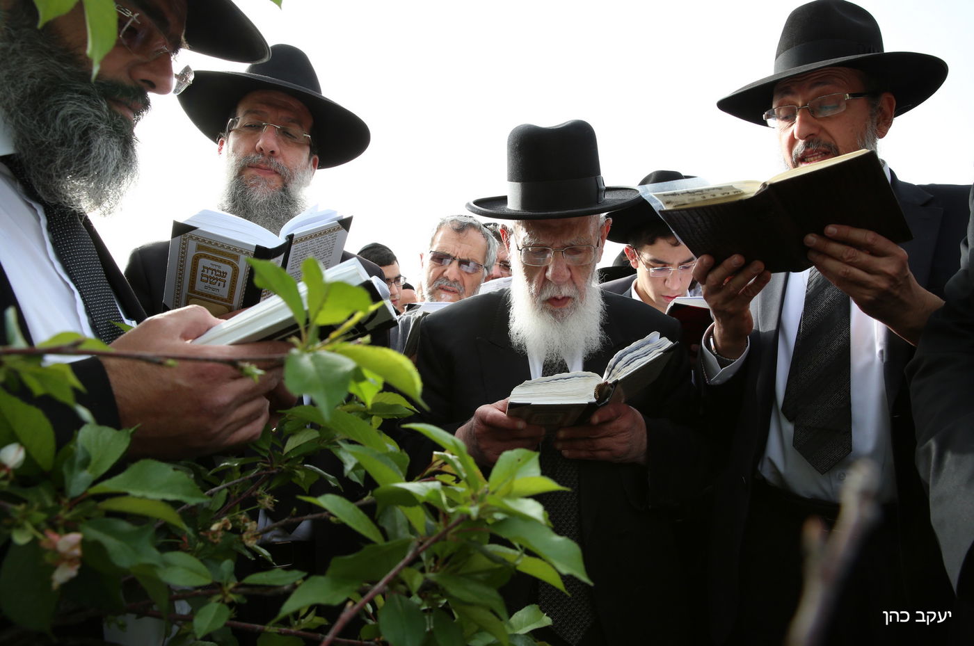 גלריה: "ברכת האילנות" של נשיא המועצת