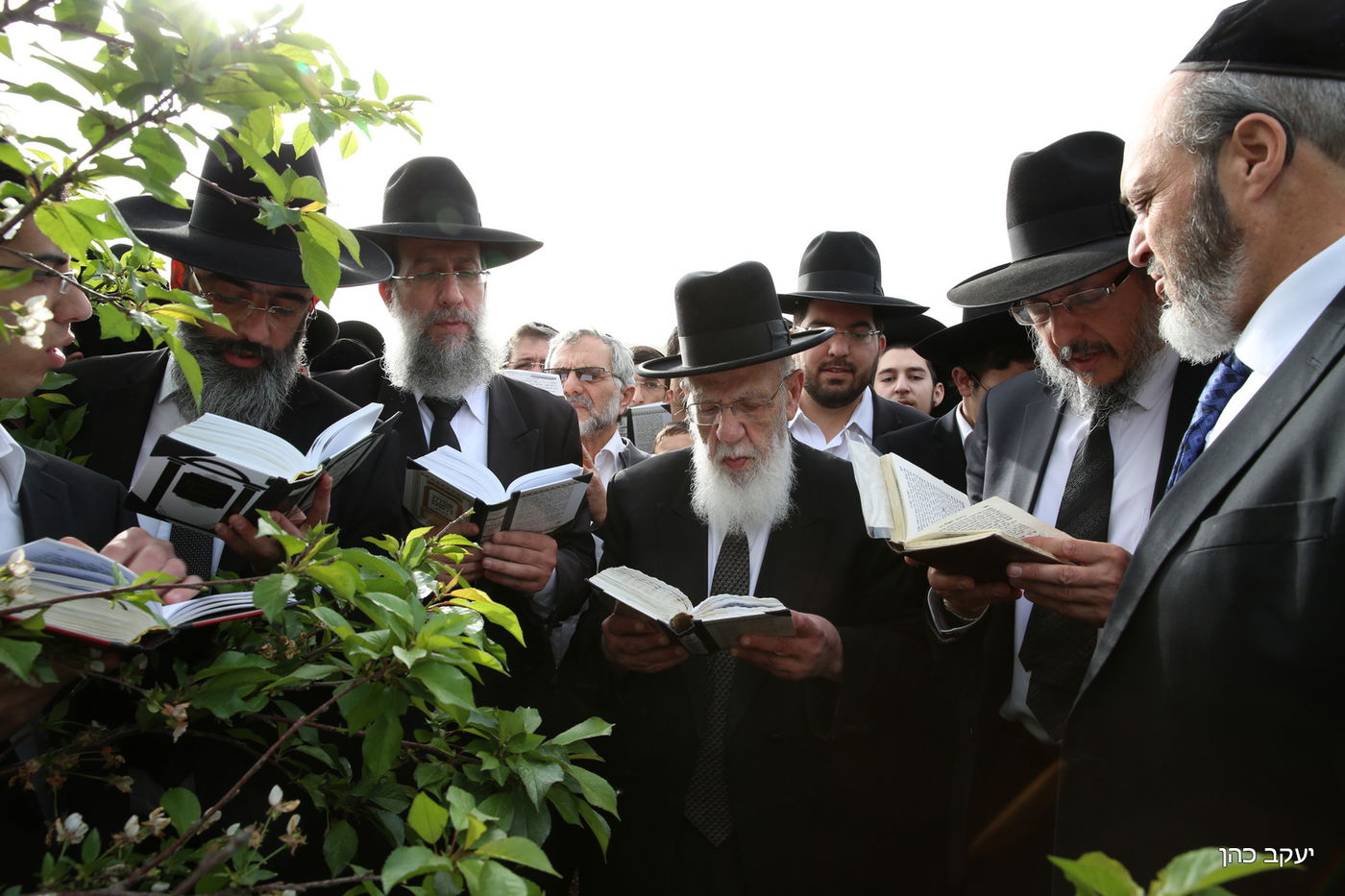 גלריה: "ברכת האילנות" של נשיא המועצת