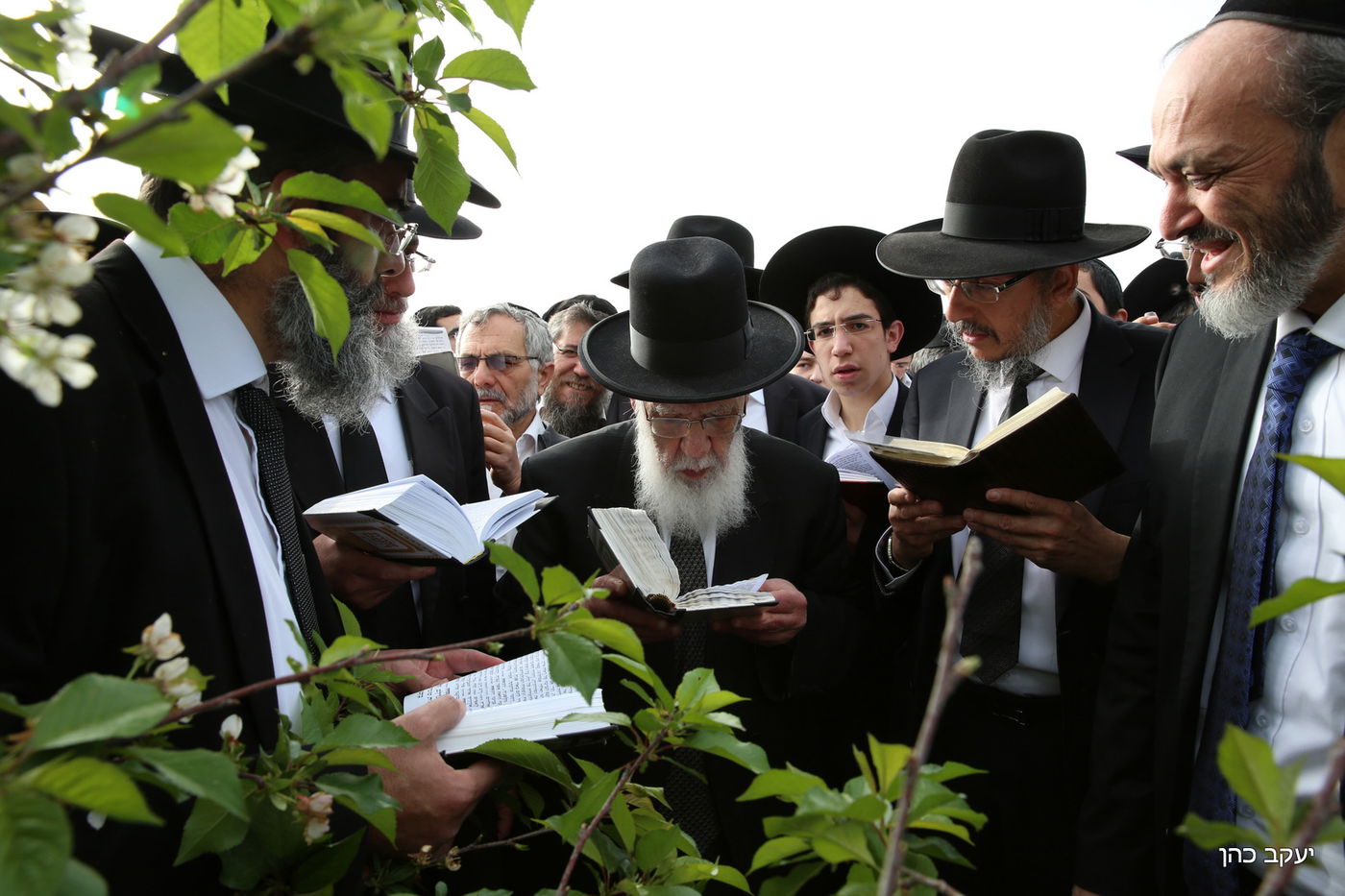 גלריה: "ברכת האילנות" של נשיא המועצת