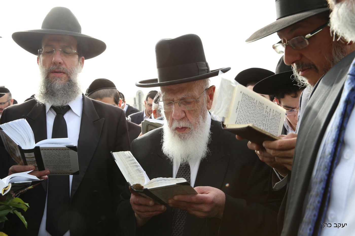 גלריה: "ברכת האילנות" של נשיא המועצת