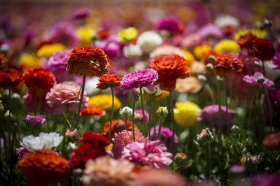 מרהיב: הפריחה בקיבוץ ניר יצחק • גלריה אביבית