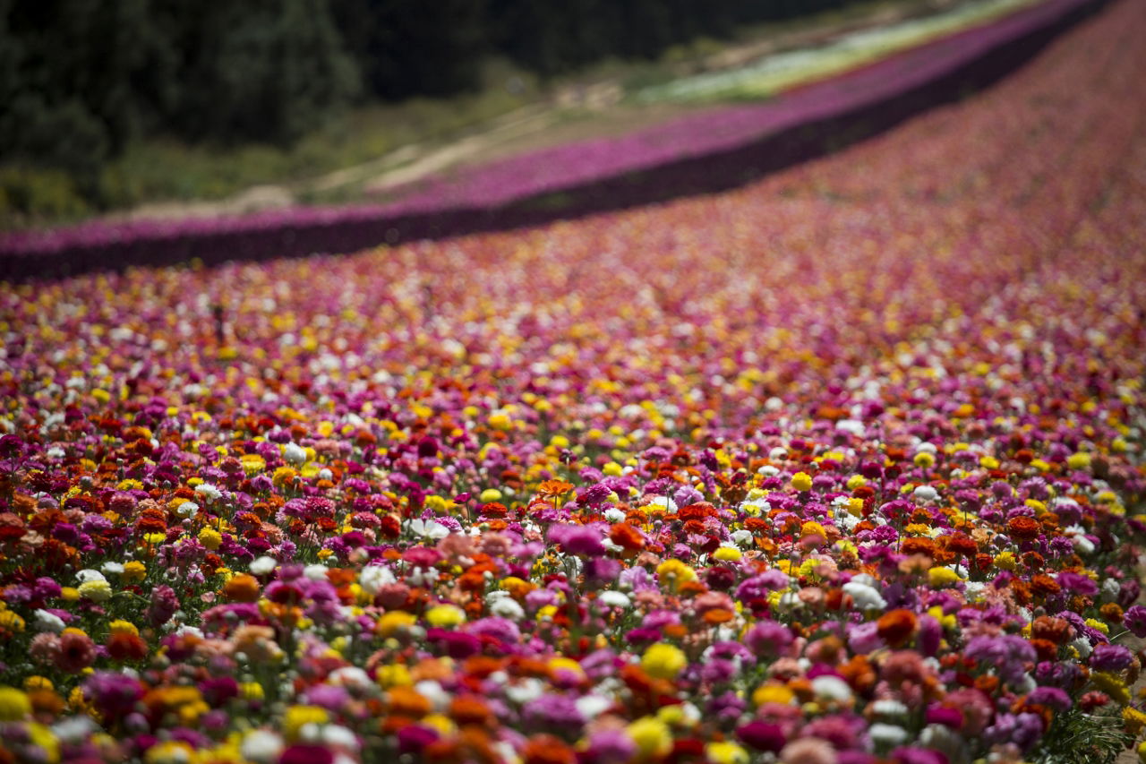 מרהיב: הפריחה בקיבוץ ניר יצחק • גלריה אביבית