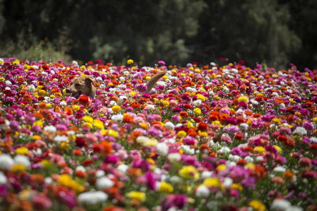 מרהיב: הפריחה בקיבוץ ניר יצחק • גלריה אביבית