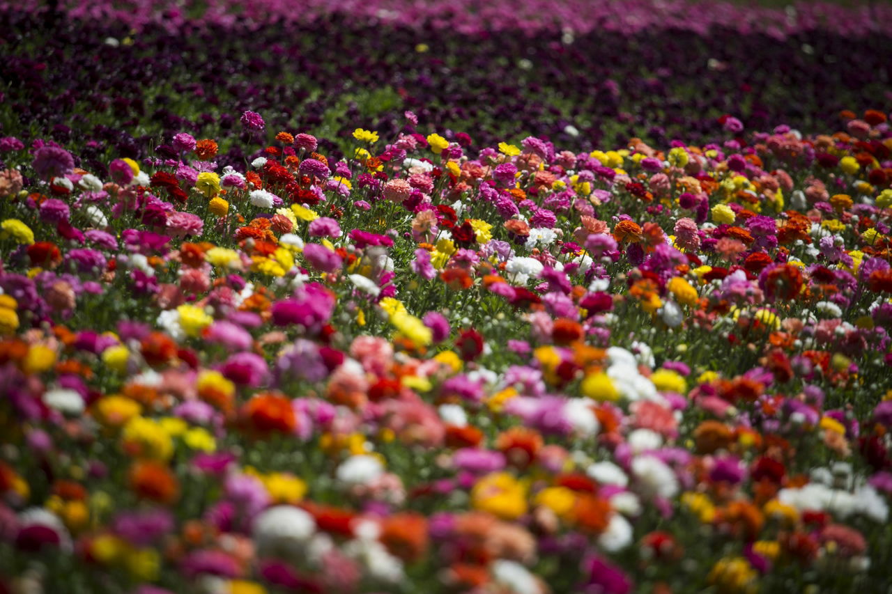 מרהיב: הפריחה בקיבוץ ניר יצחק • גלריה אביבית