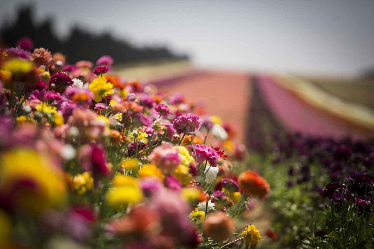 מרהיב: הפריחה בקיבוץ ניר יצחק • גלריה אביבית