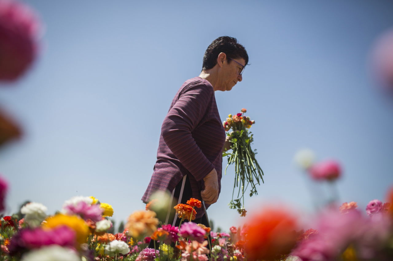 מרהיב: הפריחה בקיבוץ ניר יצחק • גלריה אביבית