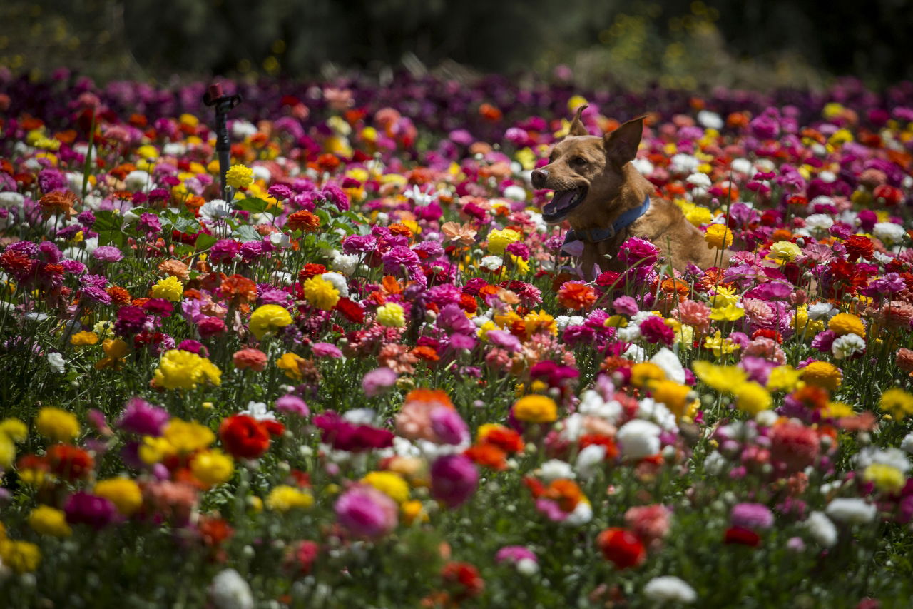 מרהיב: הפריחה בקיבוץ ניר יצחק • גלריה אביבית