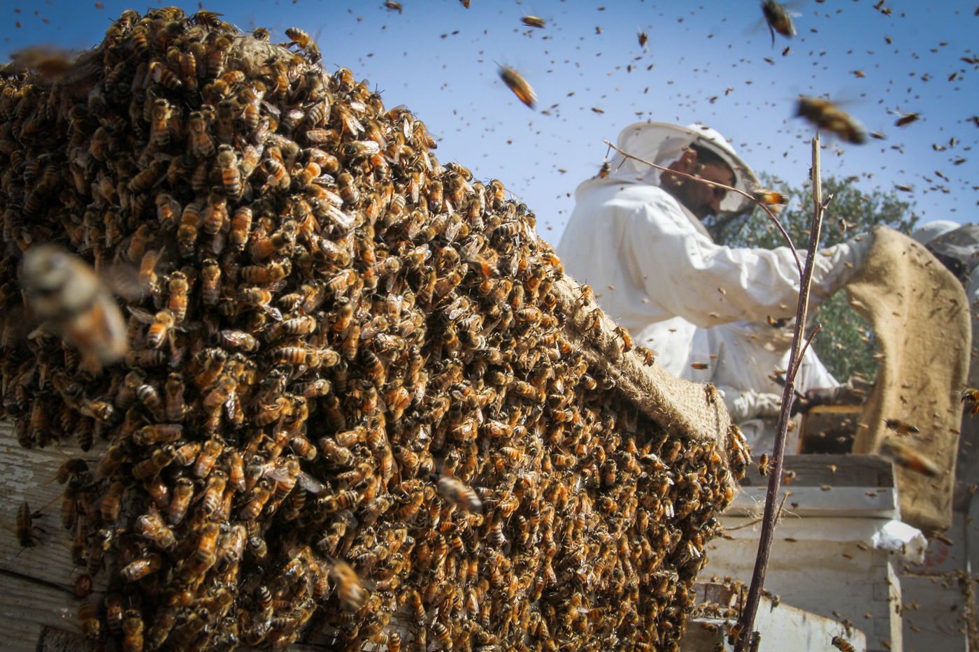 הכוורנים הפלסטינים של עזה • גלריה שכולה דבש