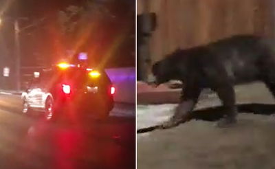 אימה בלוס אנג'לס: דוב ענק השתולל ברחובות