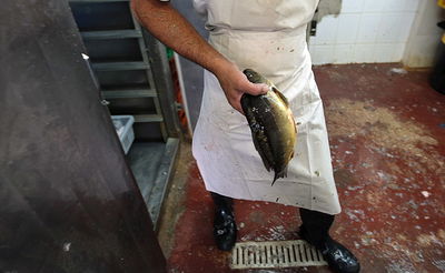 אילוסטרציה