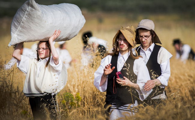 כבר מעכשיו: קוצרים חיטים לחג הפסח תשע"ז