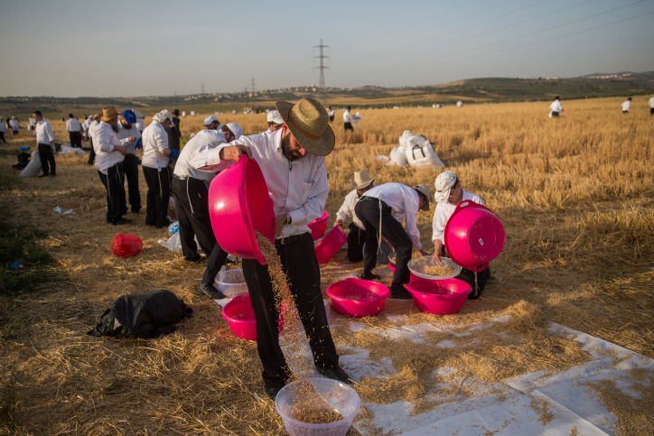 כבר מעכשיו: קוצרים חיטים לחג הפסח תשע"ז