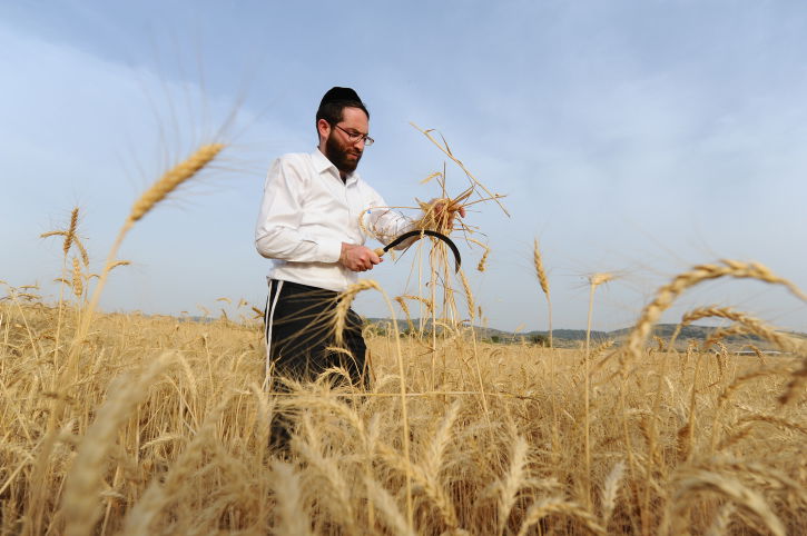 "מגל זה?" • צפו בקציר החיטים ל... פסח