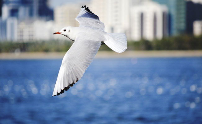 מעל מיליון צפיות: דג טונה VS שחף