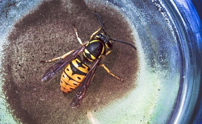 מלח מים: הדבורה שהצליחה לשלוף מסמר מהקיר