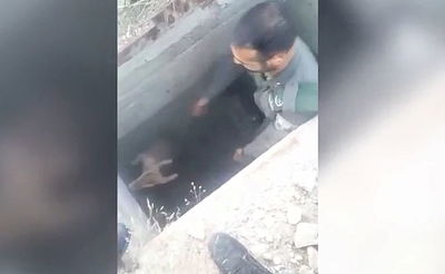 הצבי נפל לבור וחולץ בידי המג"בניקים • צפו