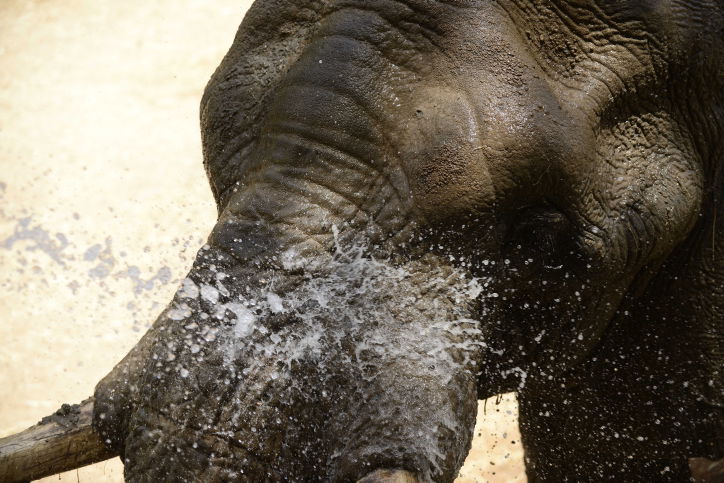כך החיות בספארי התקררו בחום הכבד. תיעוד