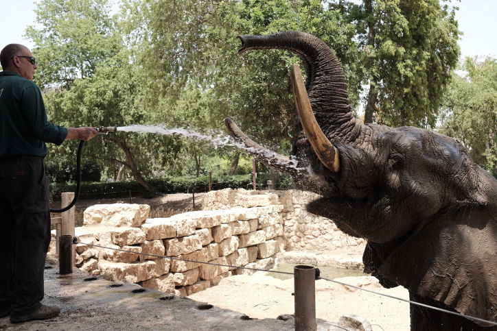 כך החיות בספארי התקררו בחום הכבד. תיעוד