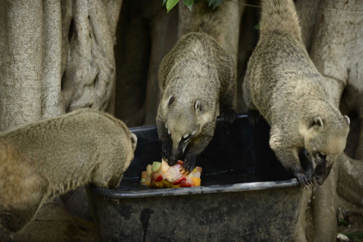 כך החיות בספארי התקררו בחום הכבד. תיעוד