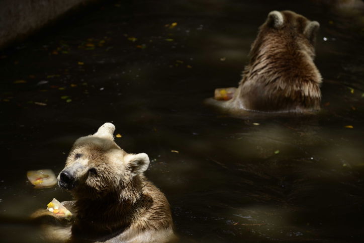 כך החיות בספארי התקררו בחום הכבד. תיעוד