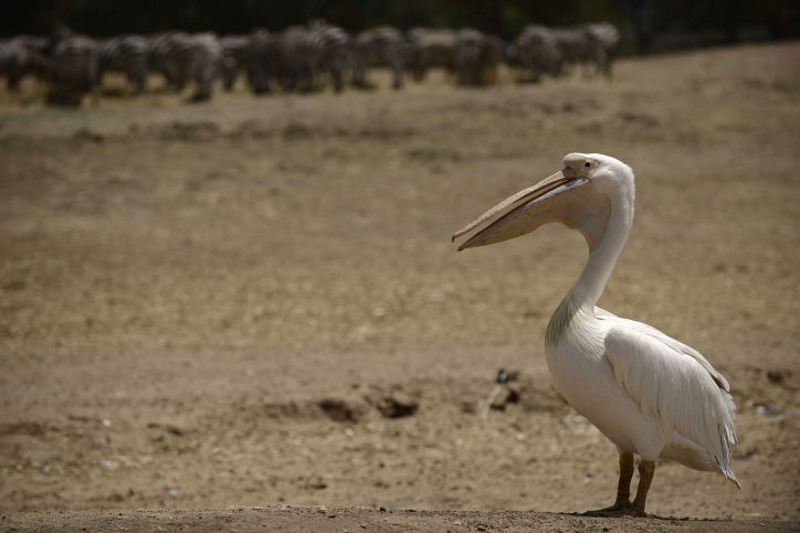 כך החיות בספארי התקררו בחום הכבד. תיעוד